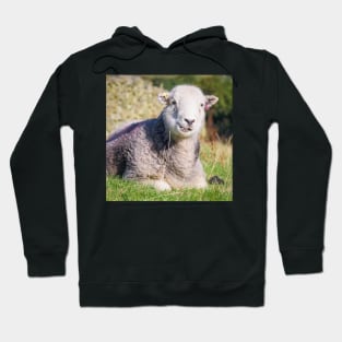 Happy Herdwick Sheep, Lake District Hoodie